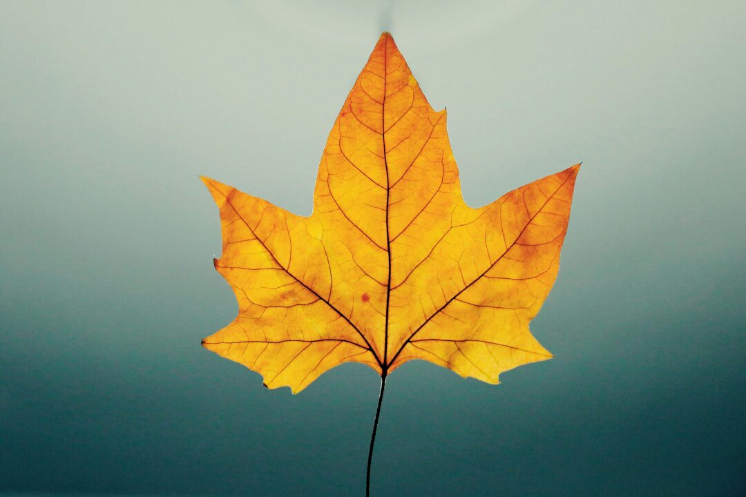 THE AUTUMN LEAF